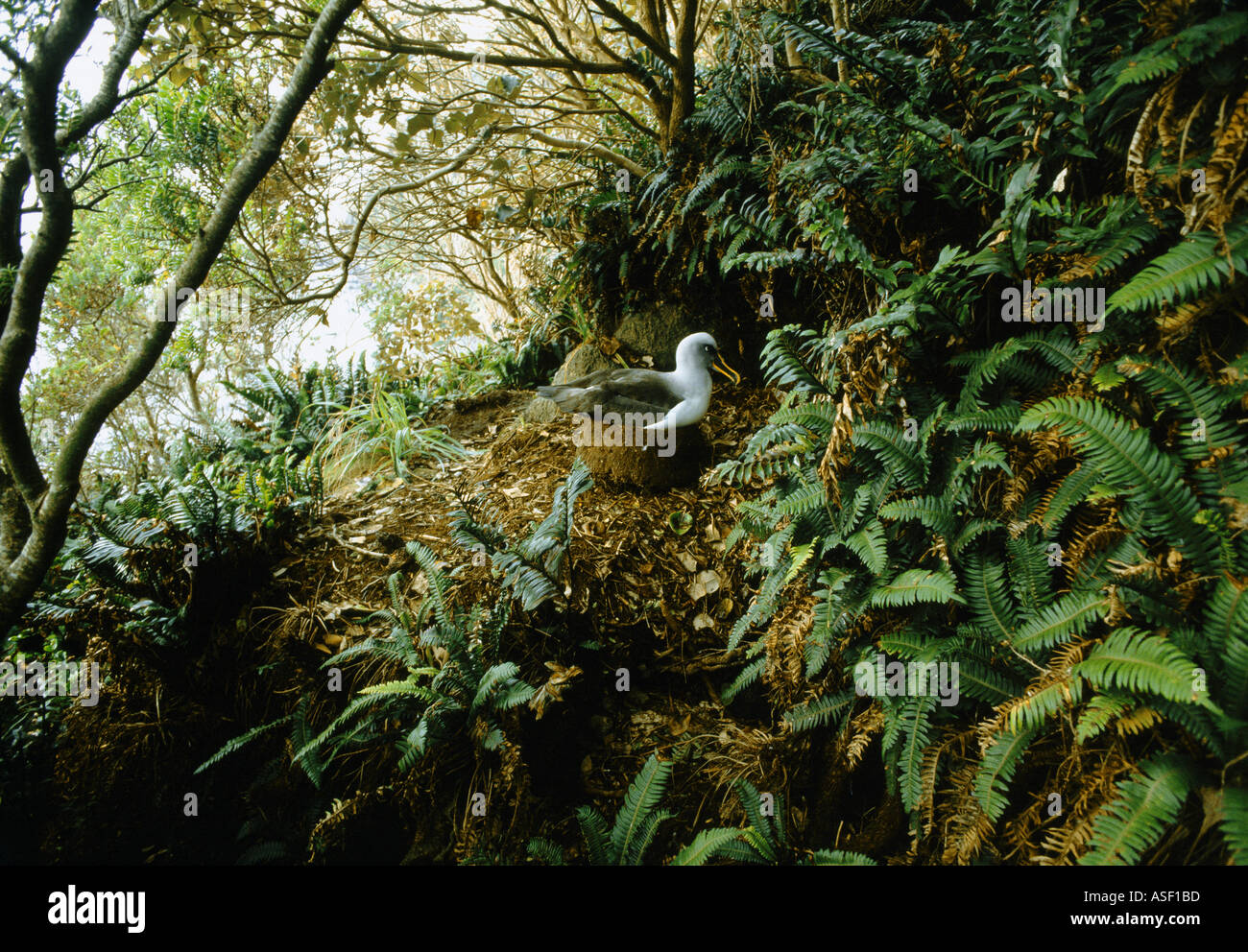 Southern Buller s albatross Buller s mollymawk nesting among forest like shrubs and ferns Solander Island New Zealand Stock Photo