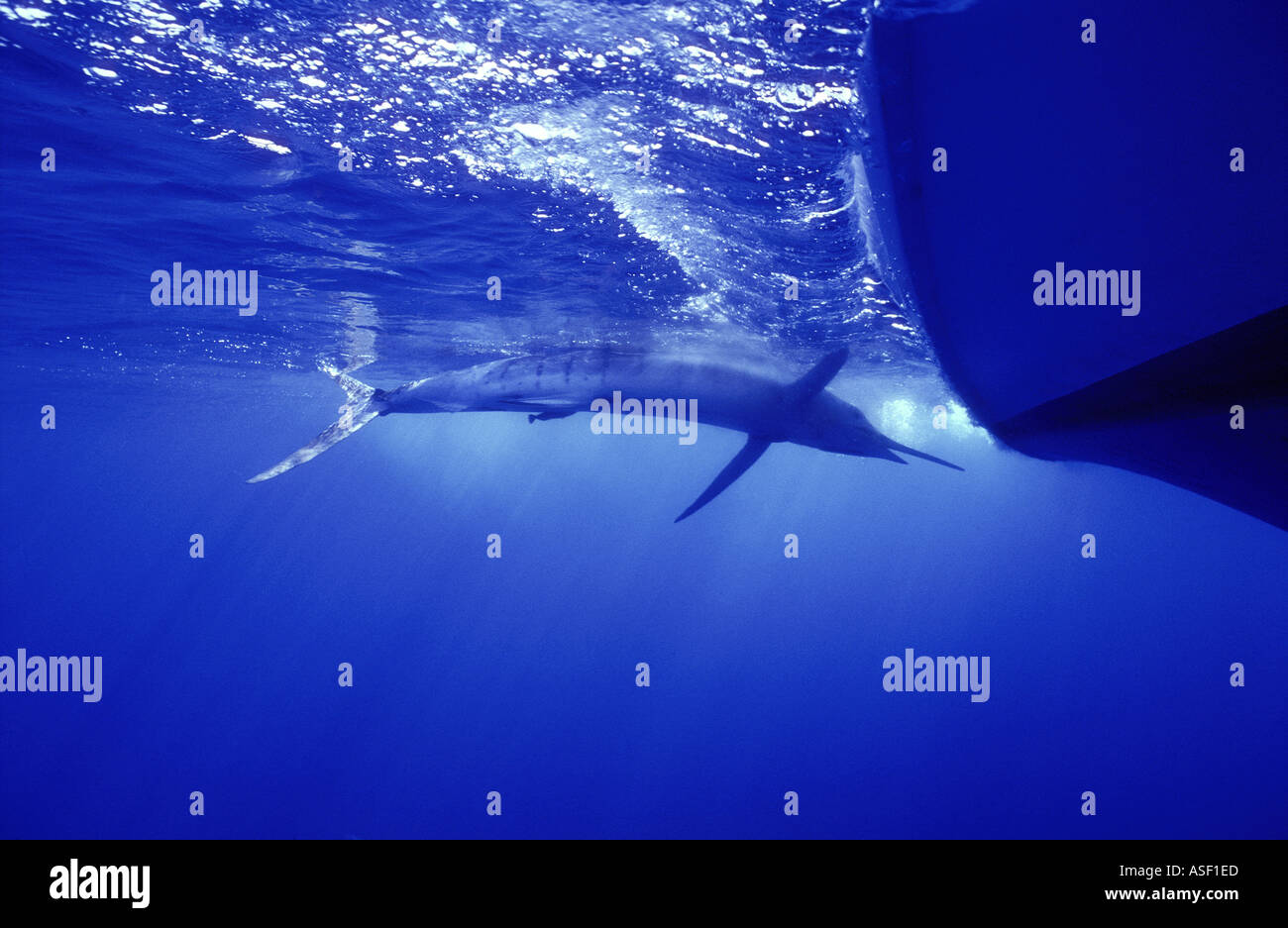 Striped marlin on fishing line not visible next to game fishing boat in