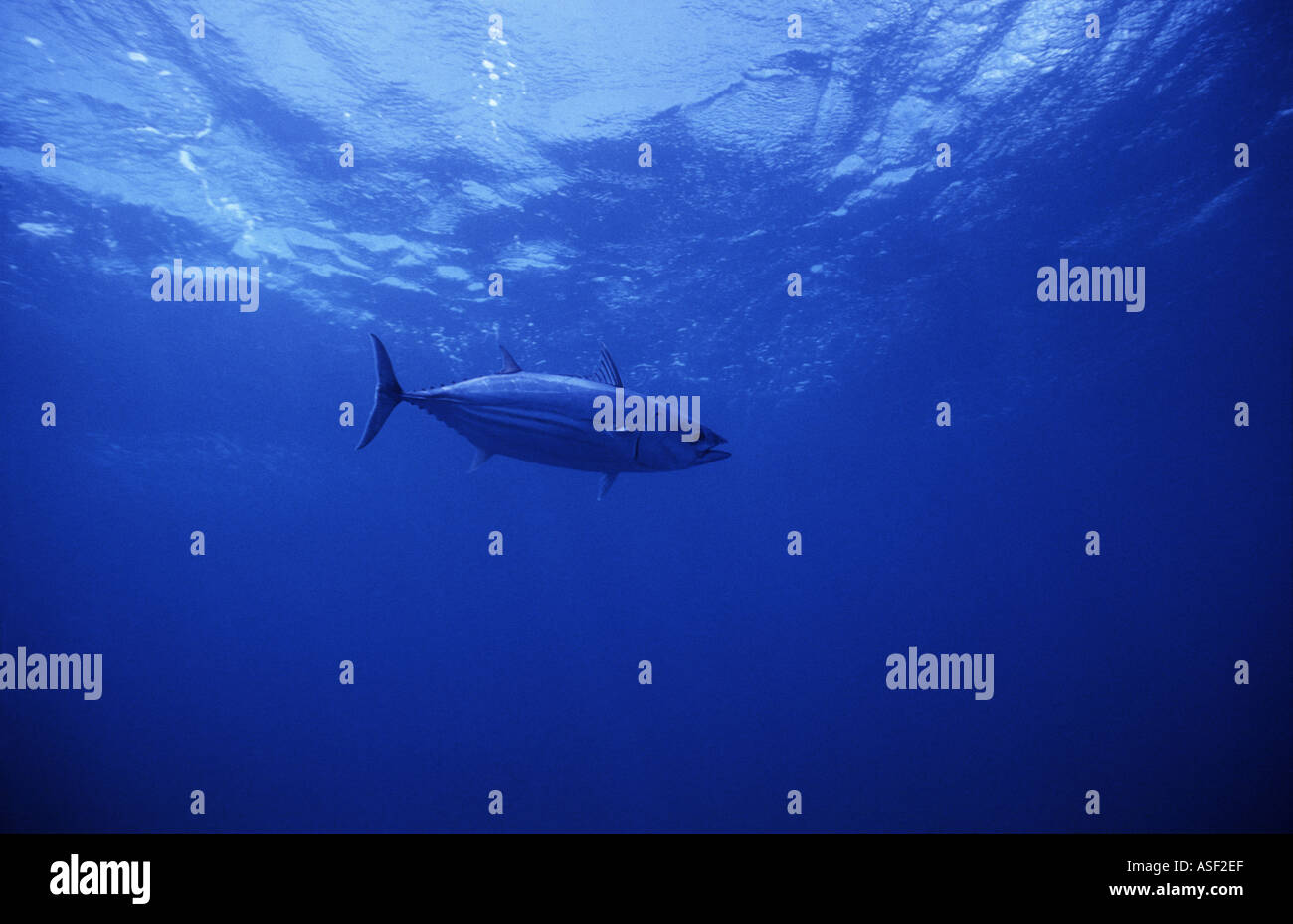 Katsuwonus pelamis hires stock photography and images Alamy