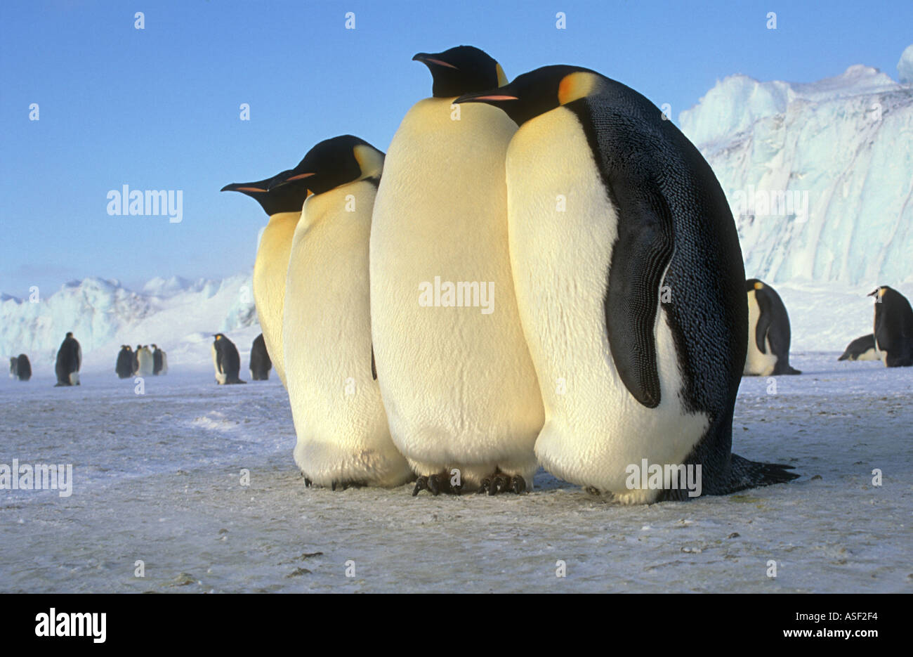 Fat Penguin High Resolution Stock Photography and Images - Alamy