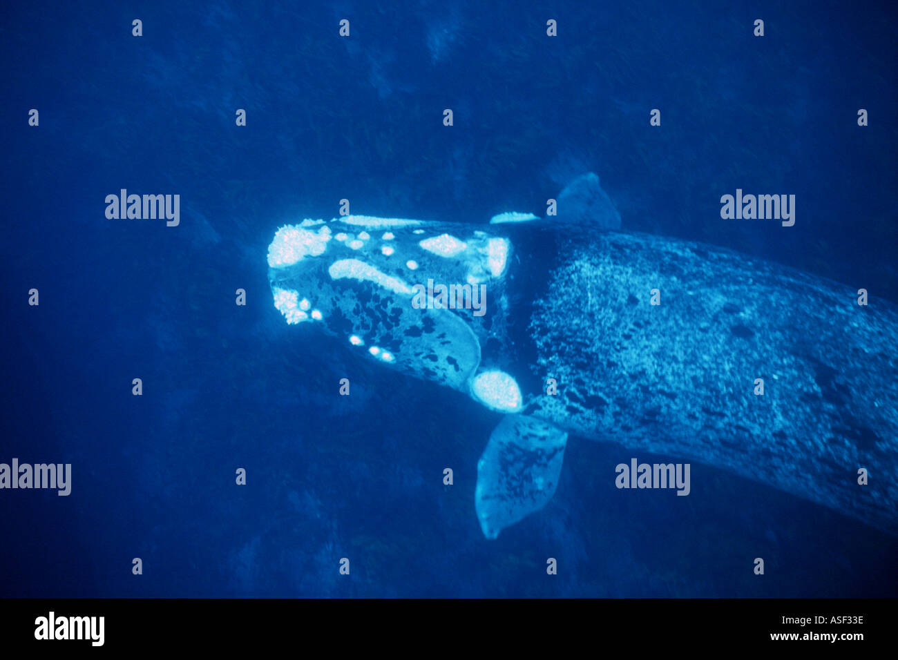 White albino whale hi-res stock photography and images - Alamy