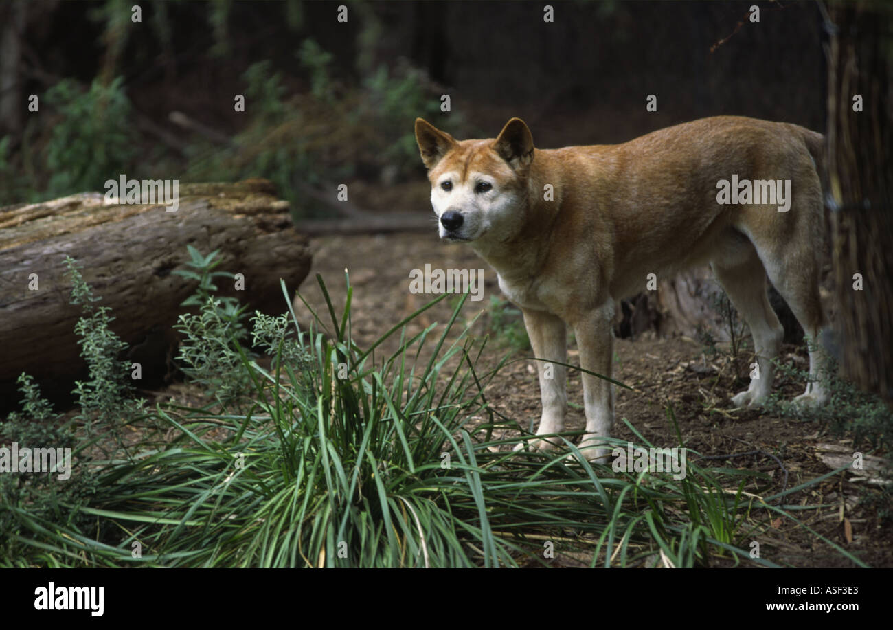 a dingo australian dog melbourne victoria australia Stock Photo Alamy