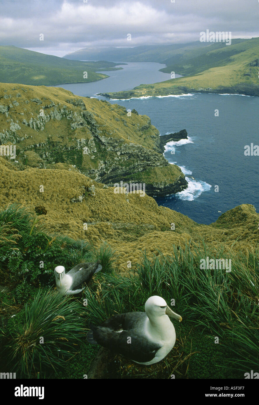 Auckland islands adams hi-res stock photography and images - Alamy