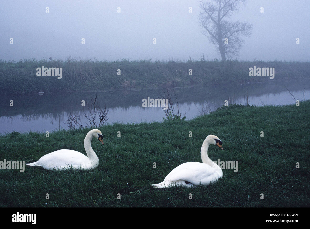 Two white swans on bank of River Cam on misty dawn near Grantchester Cambridge England Stock Photo