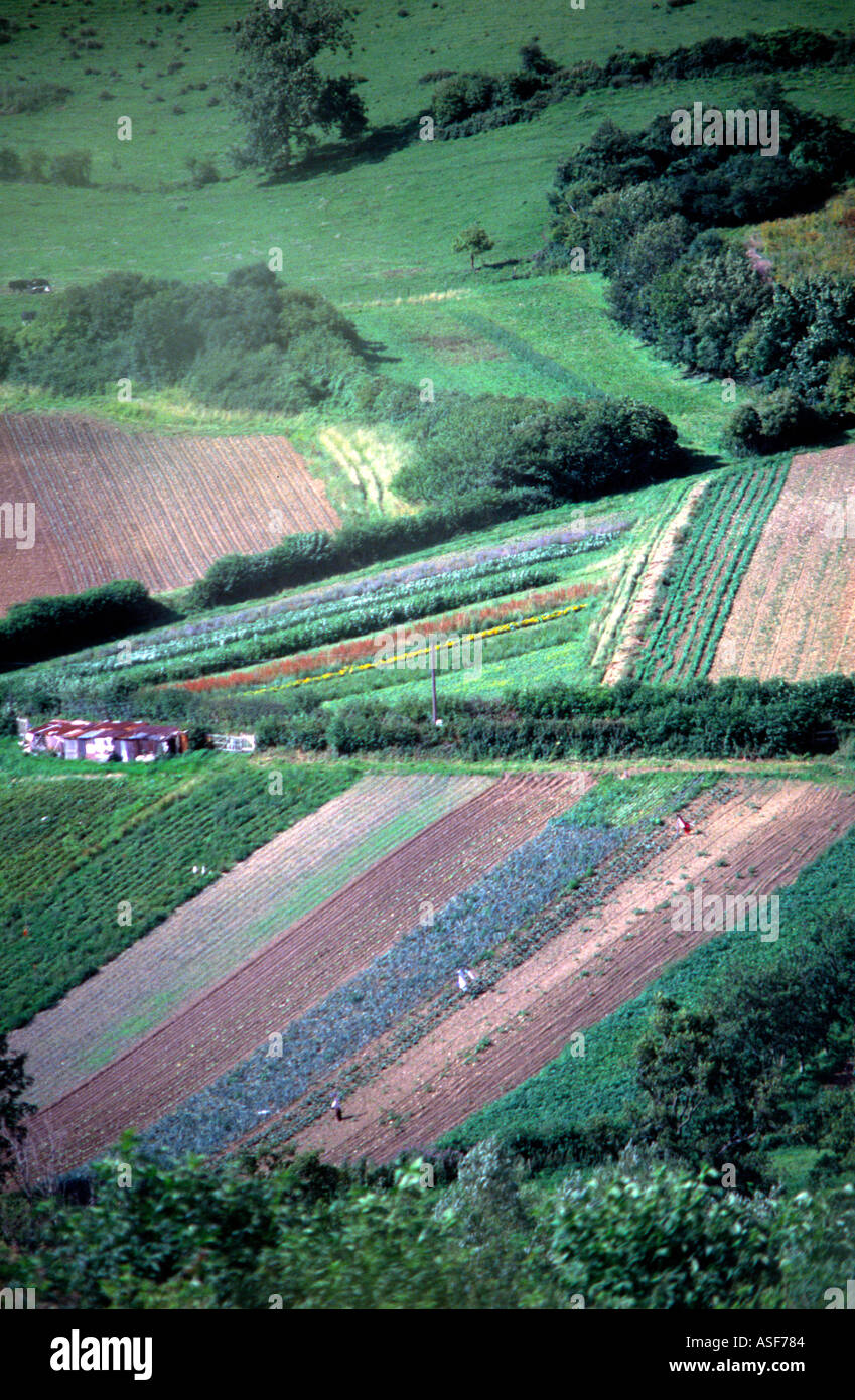 Market gardens Cotswolds near Bath Somerset England Stock Photo Alamy