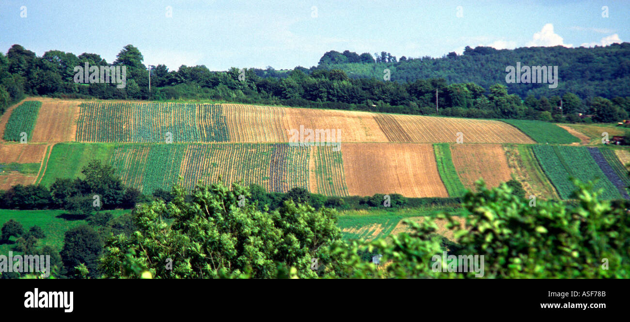 Market gardens Cotswolds near Bath Somerset England Stock Photo Alamy
