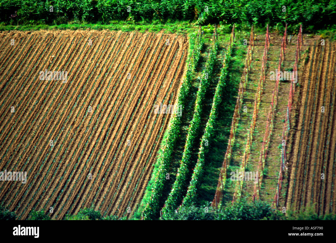 Market gardens Cotswolds near Bath Somerset England Stock Photo Alamy