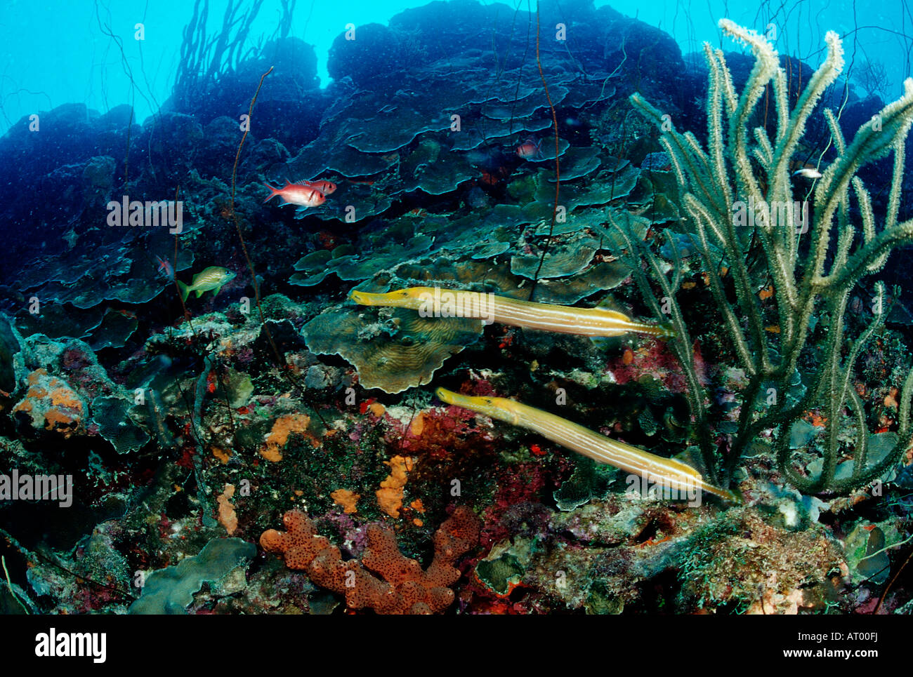 Yellow Trumpetfishes Aulostomus maculatus Caribbean Sea Trinidad Stock Photo