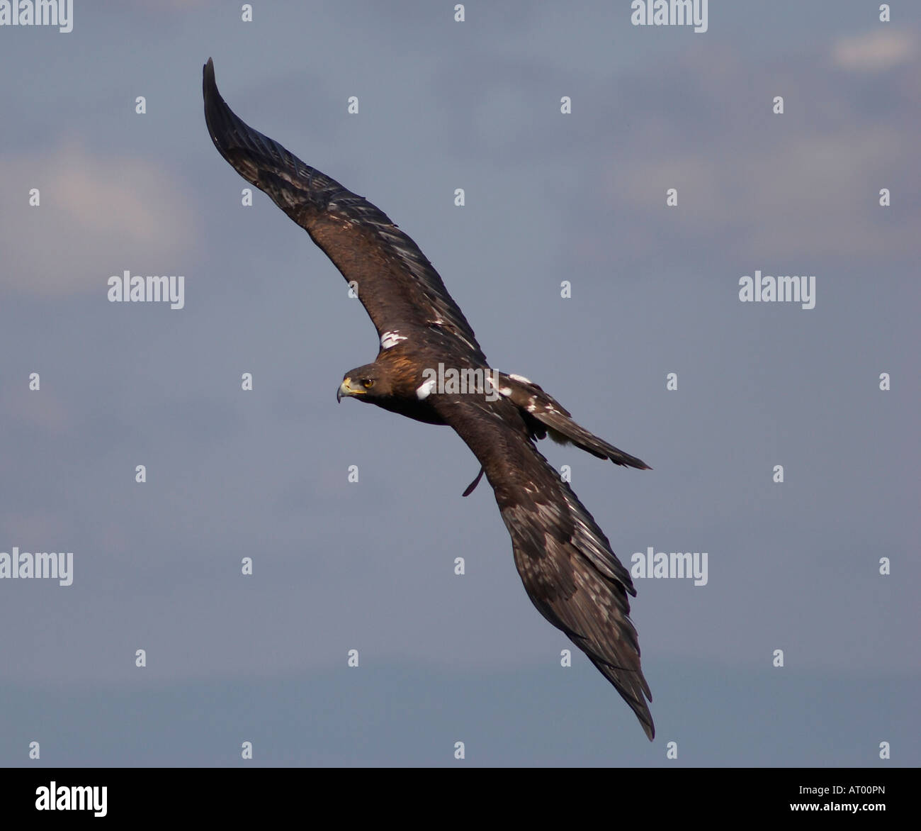 Young Bald Eagle Stock Photo Alamy Young bald eagle stock photo alamy