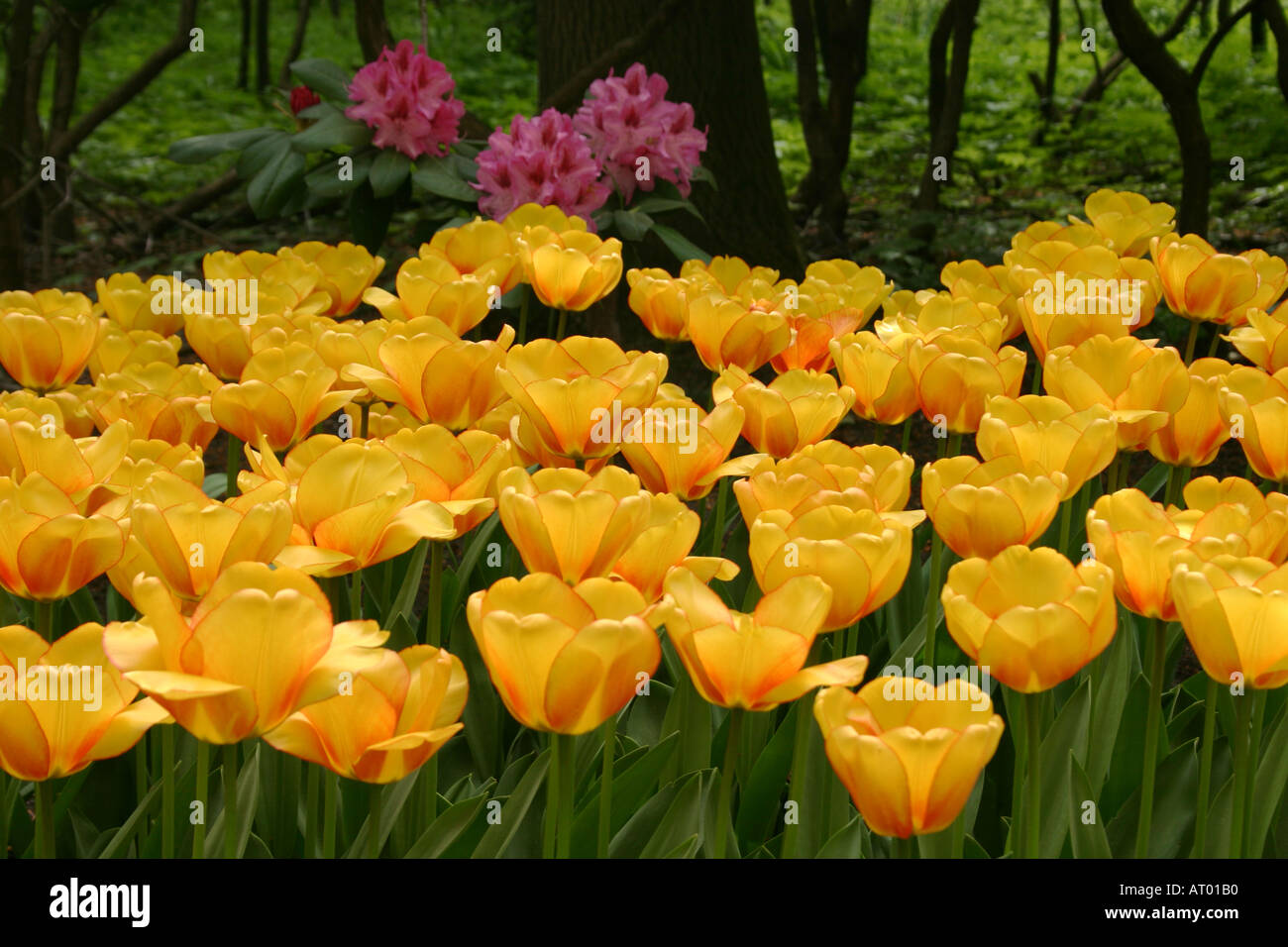 Tulips at Keukenhof Spring Gardens South Holland The Netherlands Stock Photo
