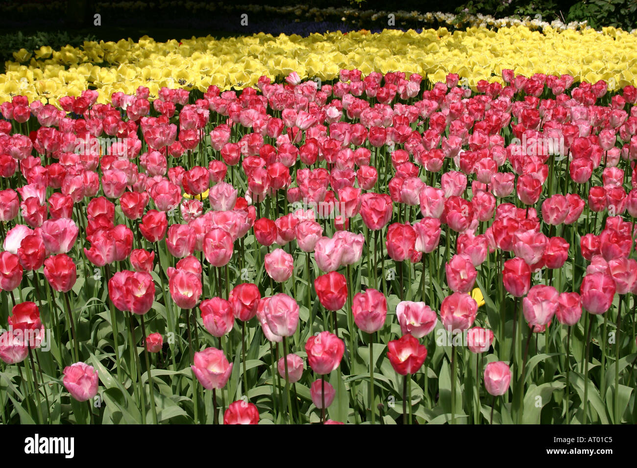 Tulips flowerbeds at Keukenhof Spring Gardens South Holland The Netherlands Stock Photo