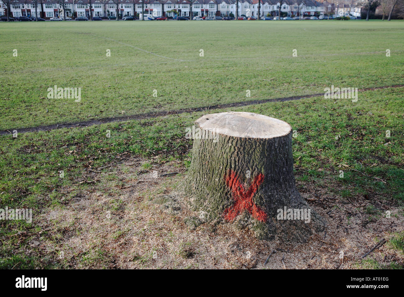 Red cross painted on 100 year-old diseased Ash tree stump in inner-city London Park marking which tree due for sawing down Stock Photo
