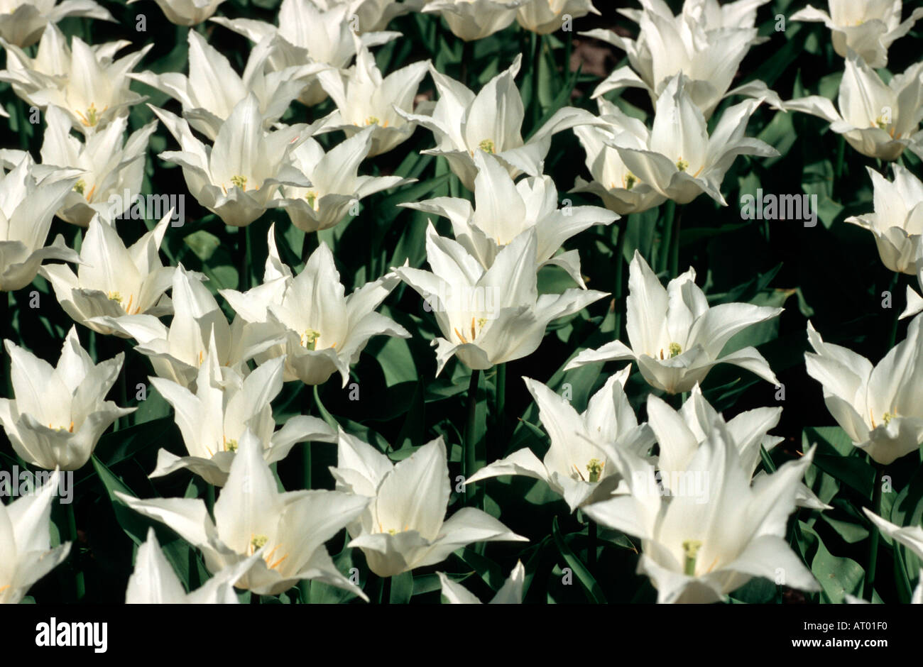 White Tulips at Keukenhof Spring Gardens South Holland The Netherlands Stock Photo