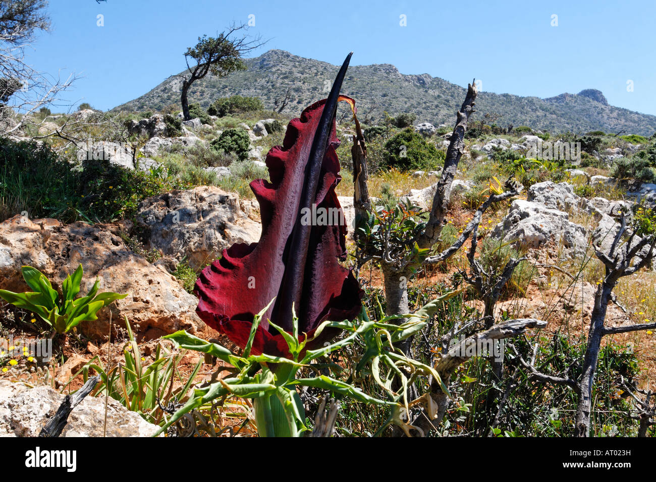 Dracunculus vulgaris, Dragon arum, Great Dragon Stock Photo