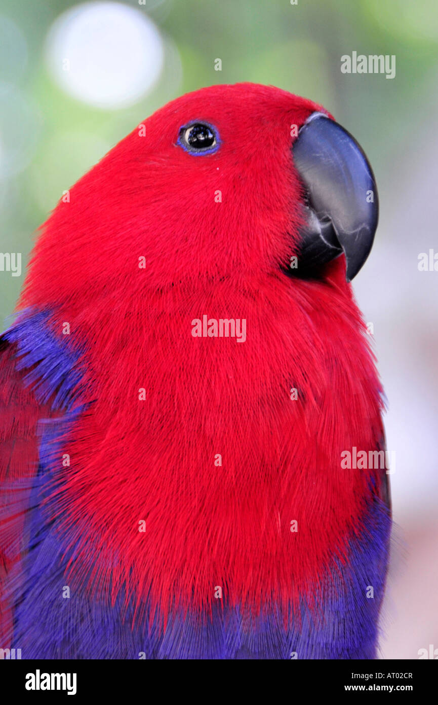Key West Florida Parrot birds on display Stock Photo