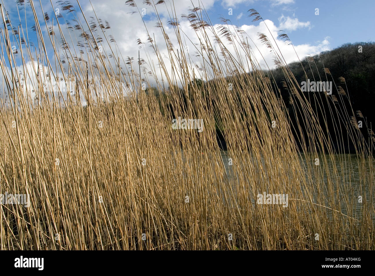 Tamar bank hi-res stock photography and images - Alamy