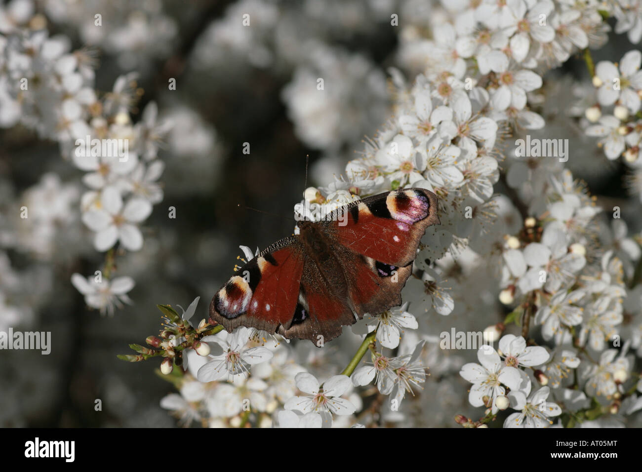 Insect on blackthorn blossom hi-res stock photography and images - Alamy
