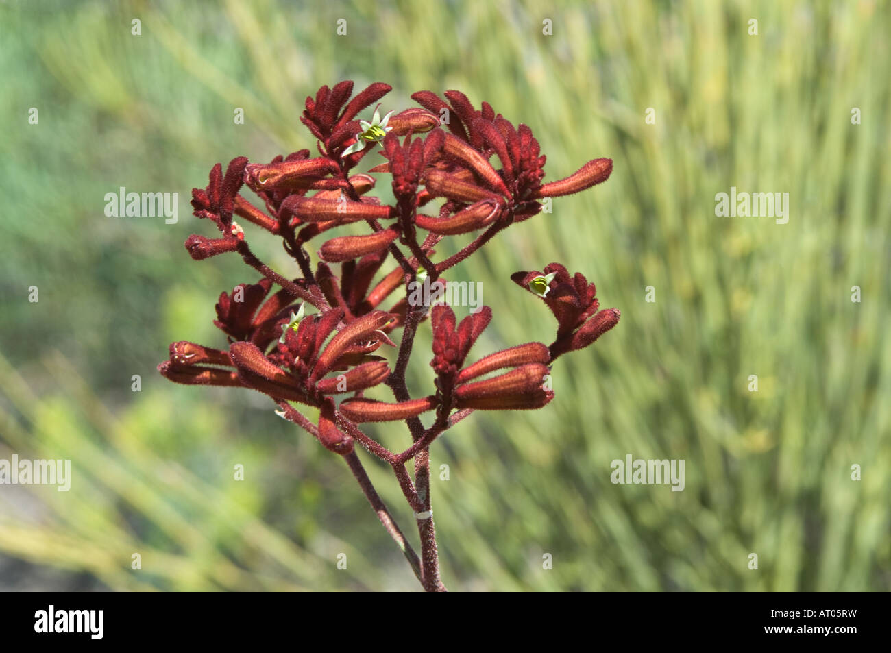 Red Kangaroo Paw Anigozanthos rufus flowers Fitzgerald River National Park Western Australia October Stock Photo