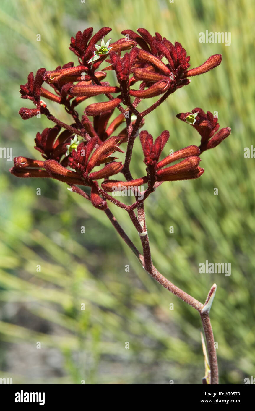 Red Kangaroo Paw (Anigozanthos rufus) flowers Fitzgerald River National Park Western Australia October Stock Photo