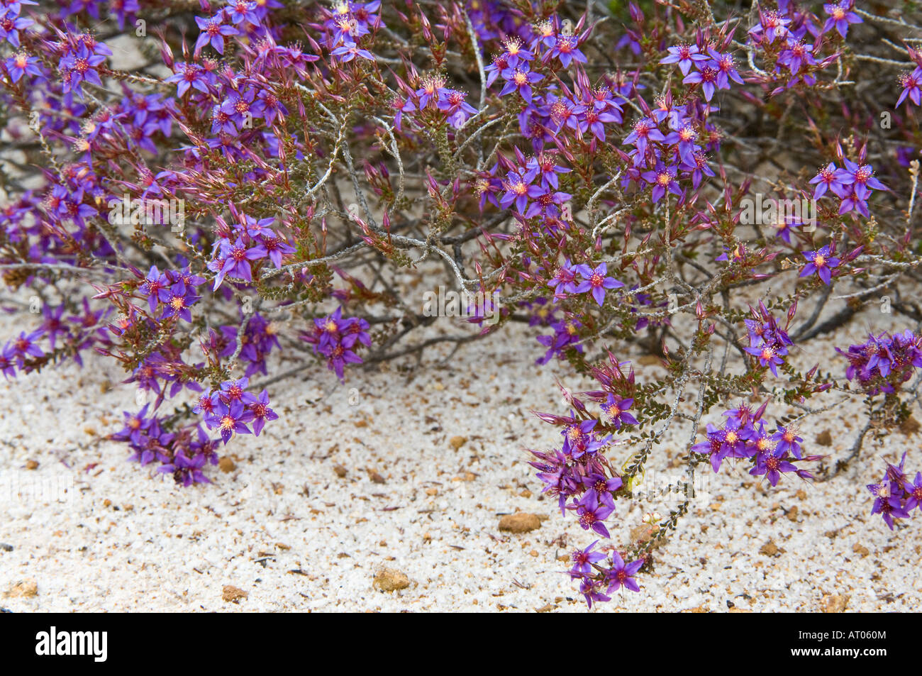 Posy Starflower (Calytrix leschenaultii) flowers Hamersley Drive Fitzgerald River National Park Western Australia October Stock Photo