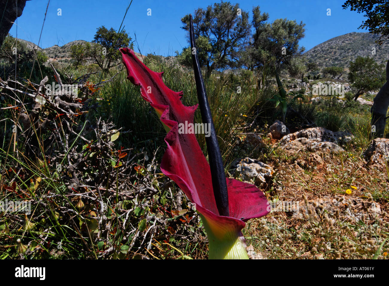 Dracunculus vulgaris, Dragon arum, Great Dragon Stock Photo