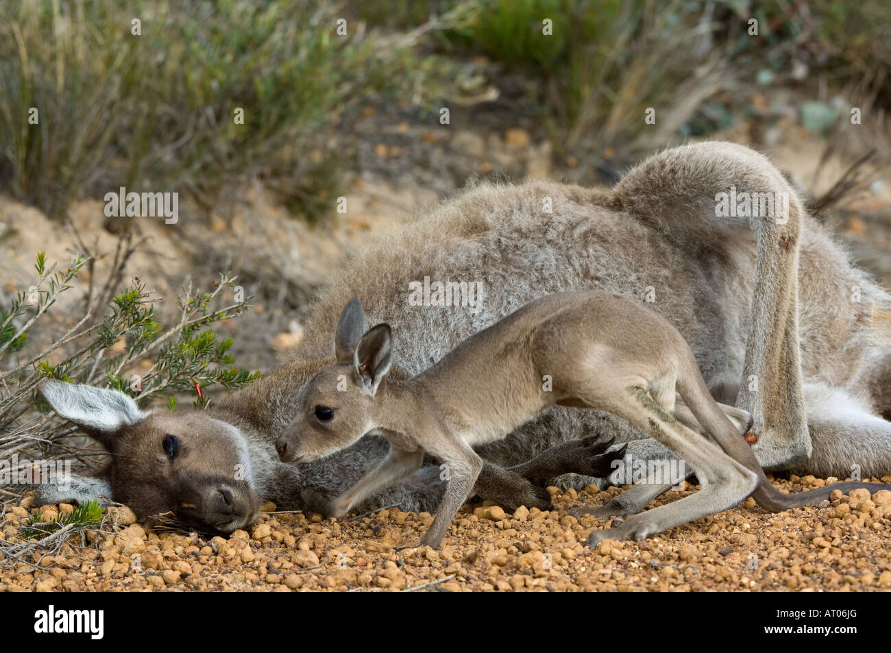 Western Grey Kangaroo Macropus fuliginosus dead mother with 3 months old baby Hamersley Drive Fitzgerald River National Park AU Stock Photo