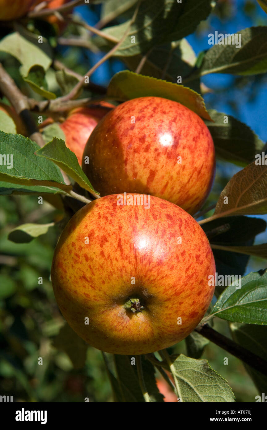Cider apples ready for harvesting at Thatchers Cider Orchard Sandford Somerset England Stock Photo