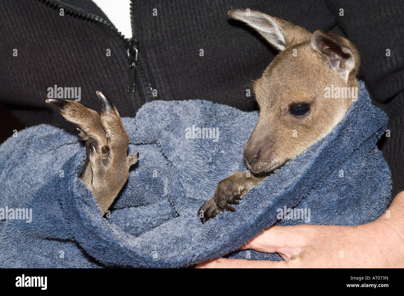 Western Grey Kangaroo (Macropus fuliginosus) 3 months old joey cared for after mother was killed on Australian road Stock Photo