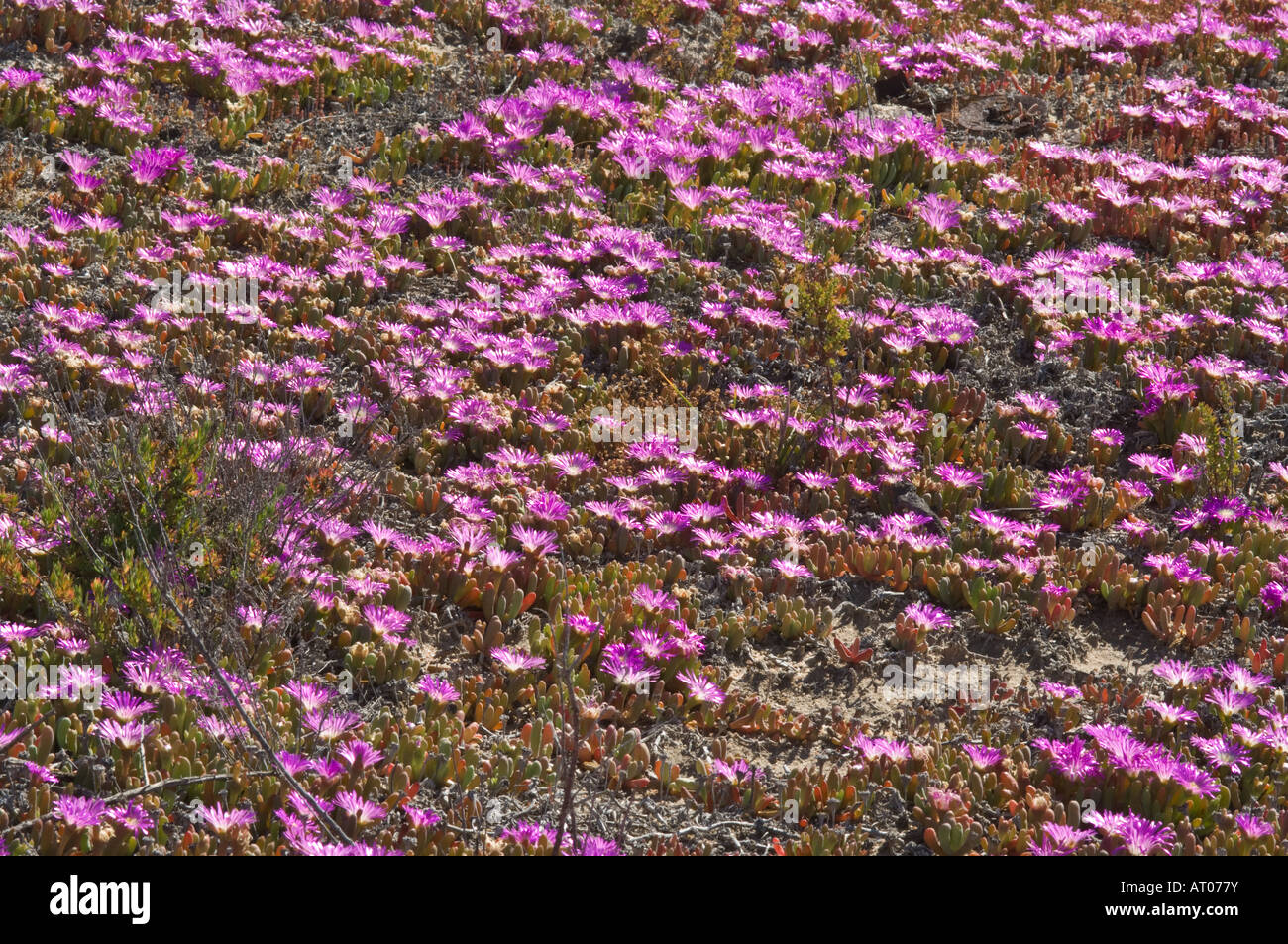 Pigface or Angular Pigface (Carpobrotus glaucescens) flowers shore of Lake Grace Western Australia October Stock Photo
