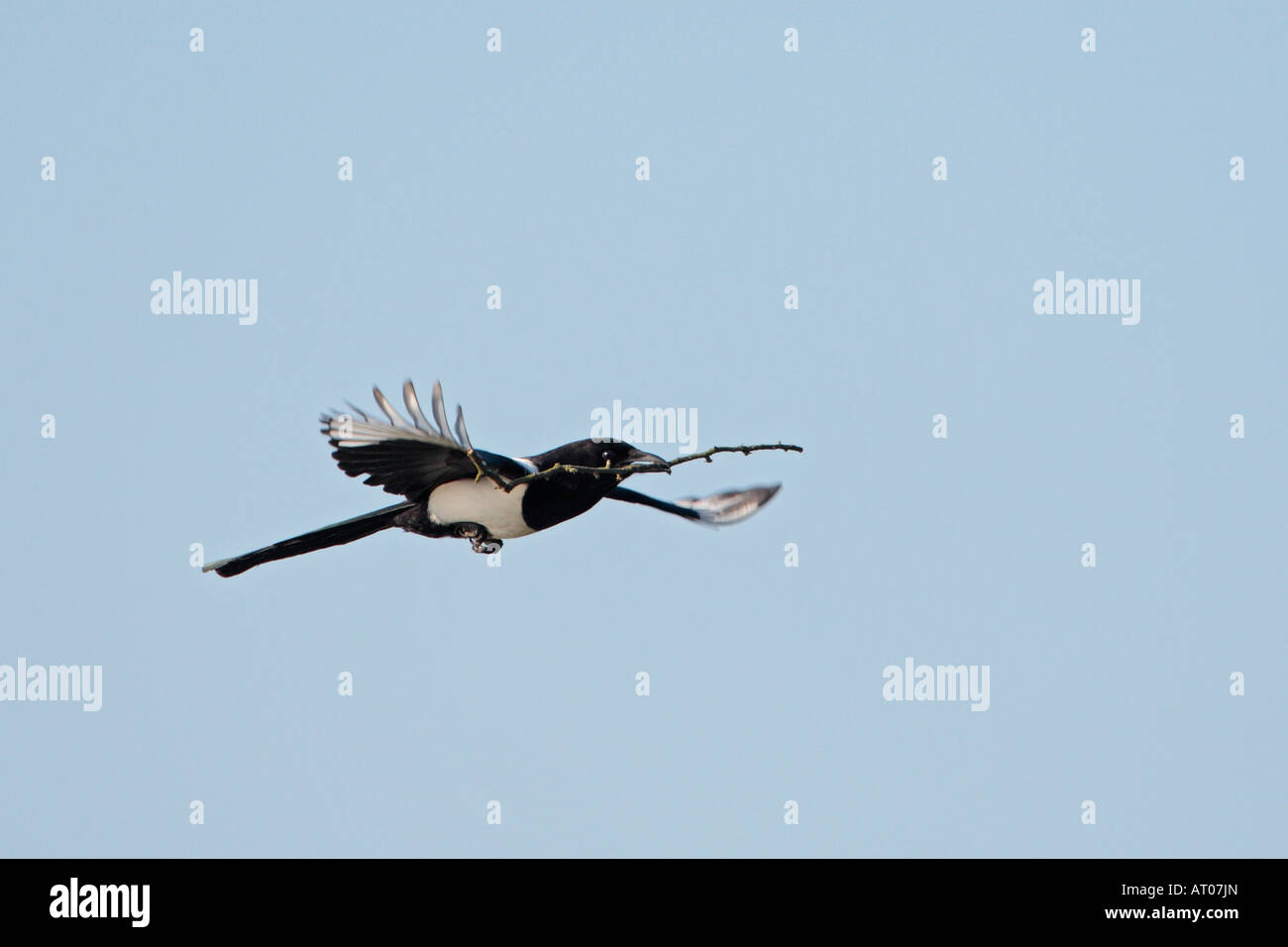 Magpie Pica pica flying with sticks for nest against a nice blue sky ...