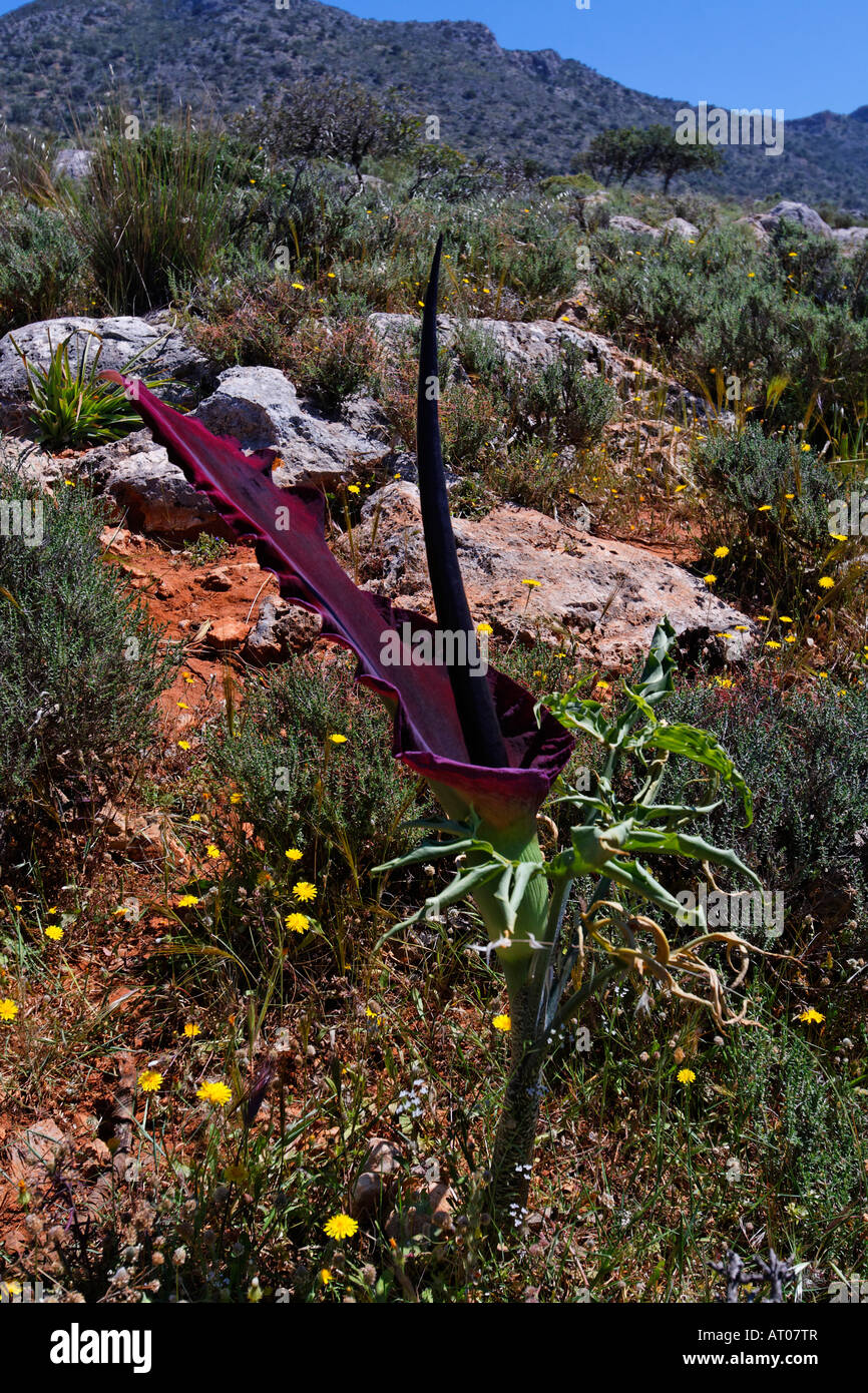 Dracunculus vulgaris, Dragon arum, Great Dragon Stock Photo