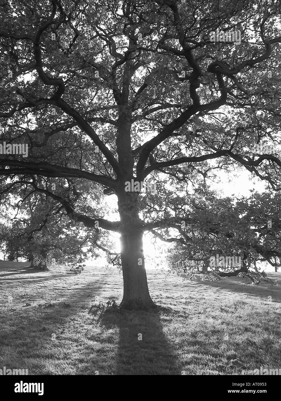 black white against the light tree photo Stock Photo