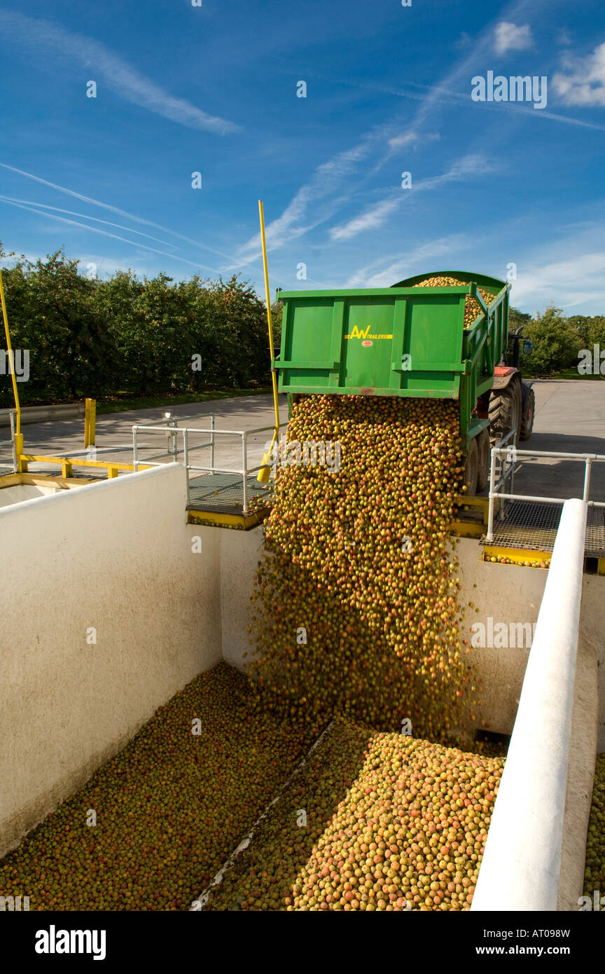Unloading trailer of machine harvested cider apples into receiving hopper at Thatchers Cider Orchard Sandford Somerset England Stock Photo