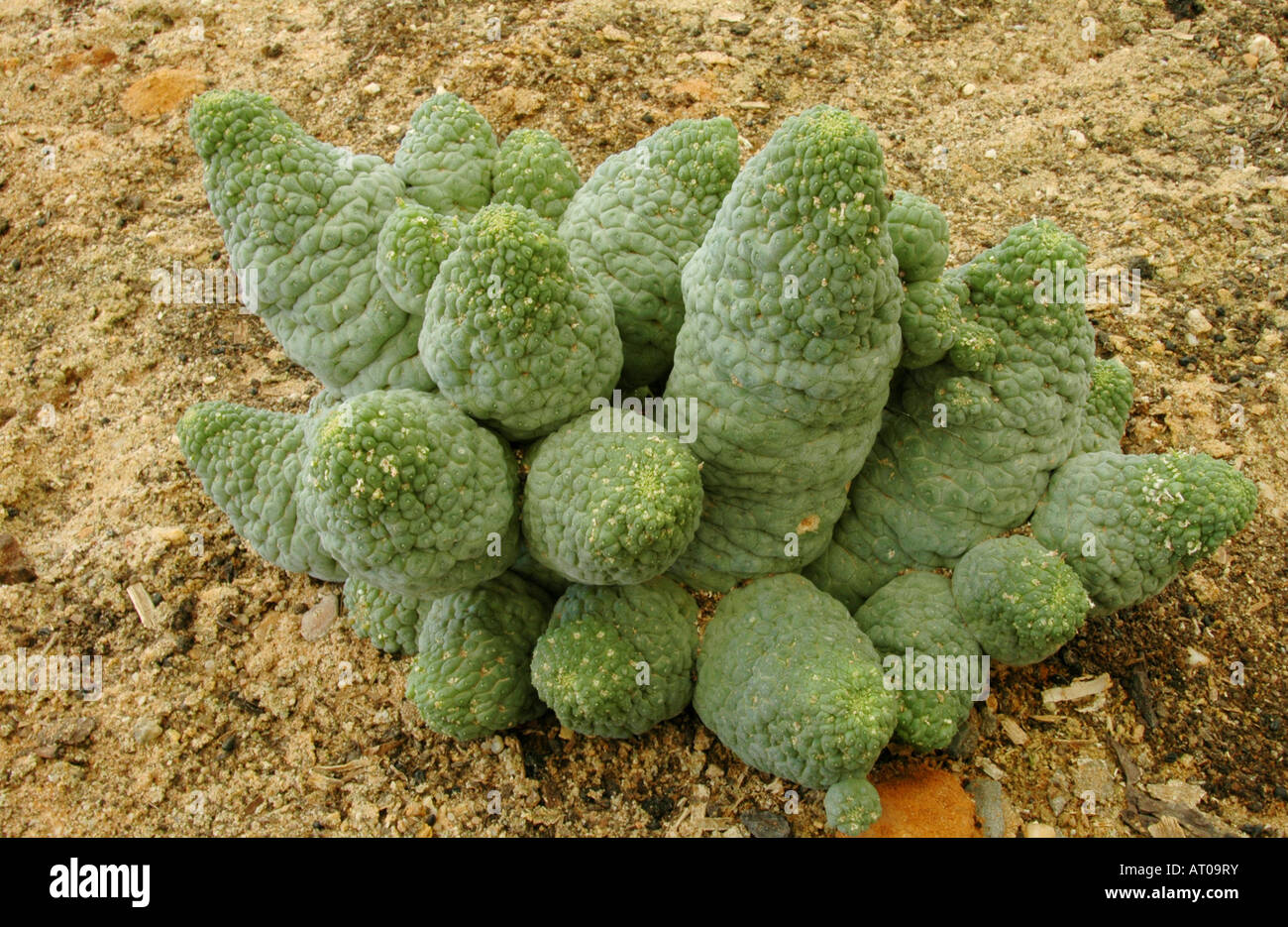 Trichocaulon cactiformis of the family, Asclepiadaceae, of the milkweed family Stock Photo