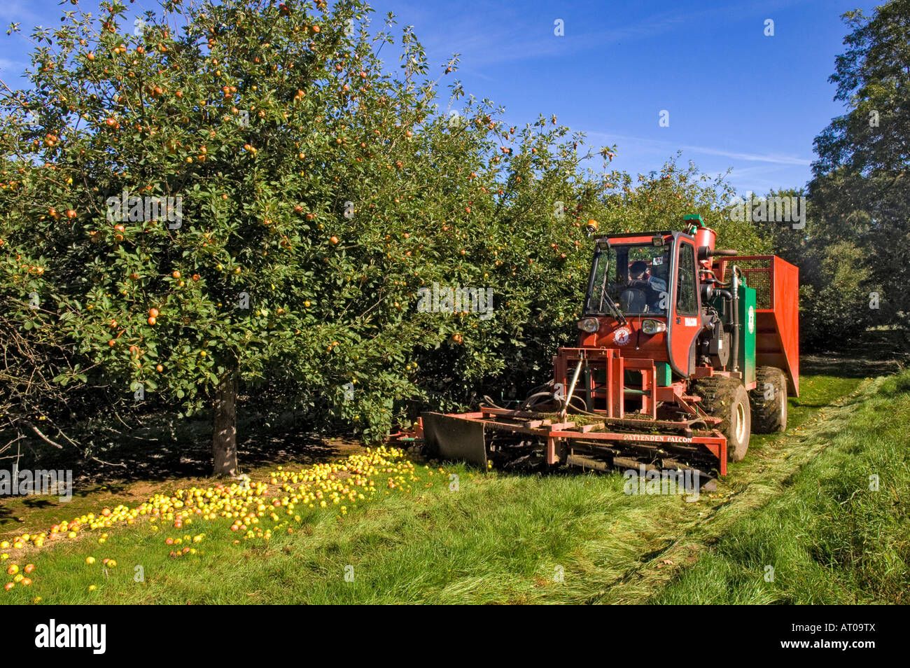 Cider apples being collected by machine at Thatchers Cider Orchard Sandford Somerset England Stock Photo