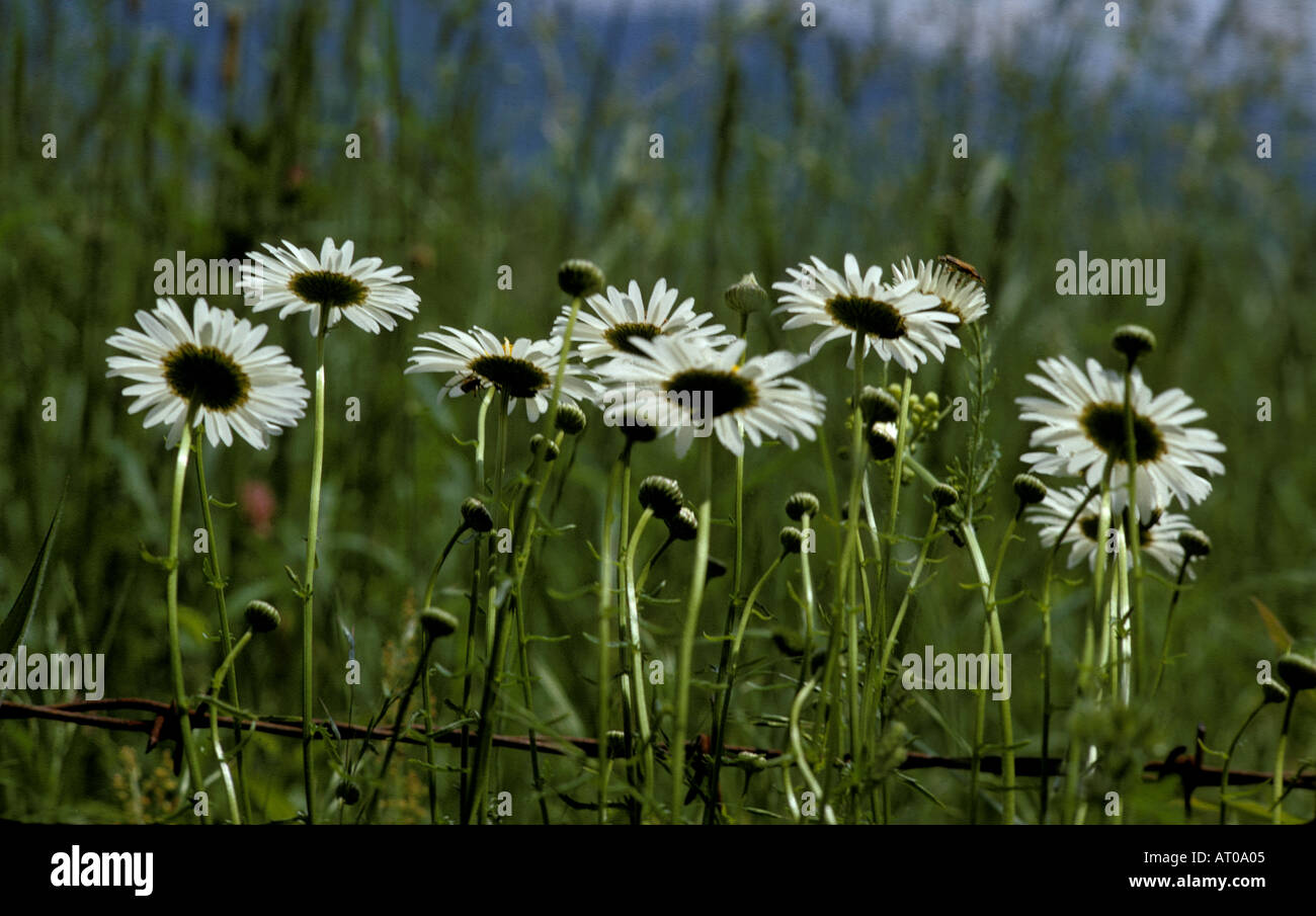 Ox eye Daisies Chrysanthemum leucanthemum  Stock Photo
