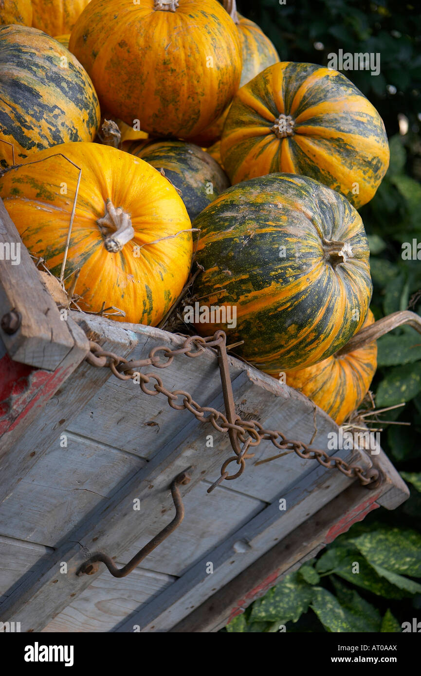 pumpkins in hay trailer Stock Photo Alamy
