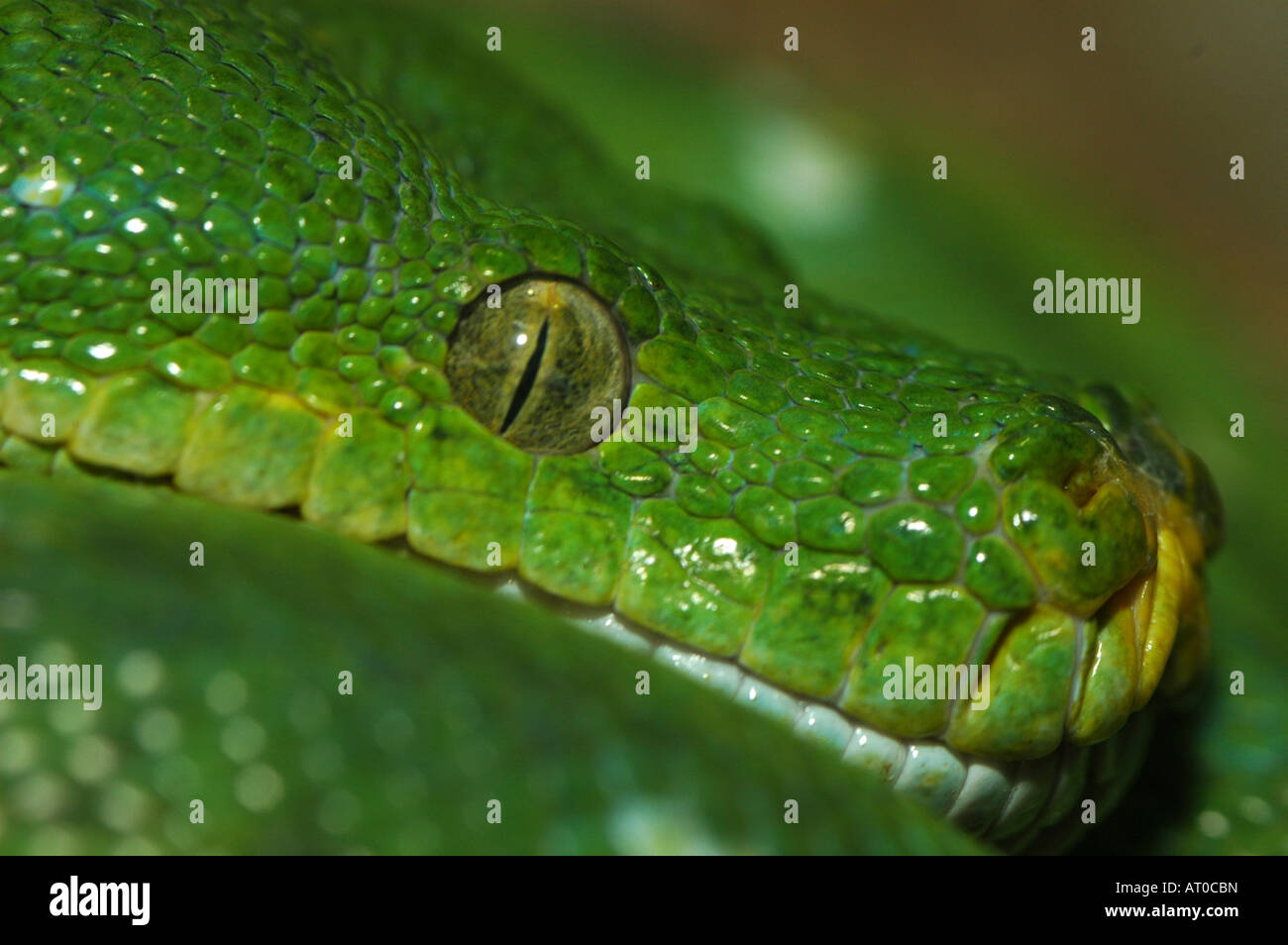 Green tree python mouth hi-res stock photography and images - Alamy