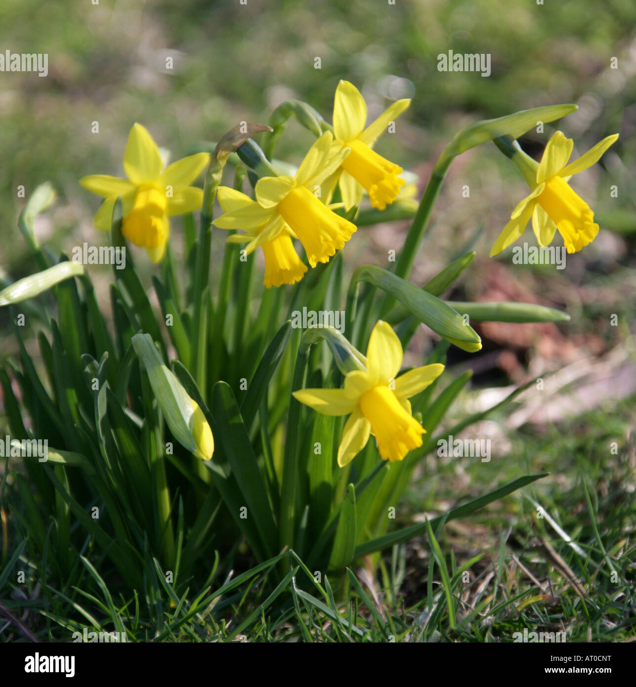 Daffodil Flowers Stock Photo