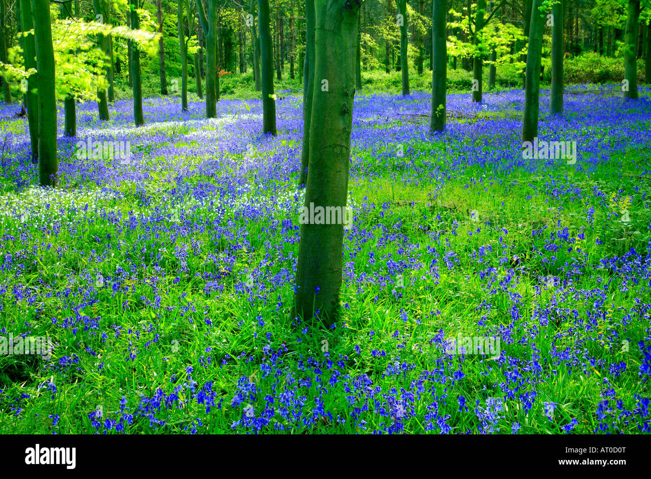 Spring Flowers In Uk Bluebell wild Spring flowers Hyacinthoides non scripta in a woodland ...