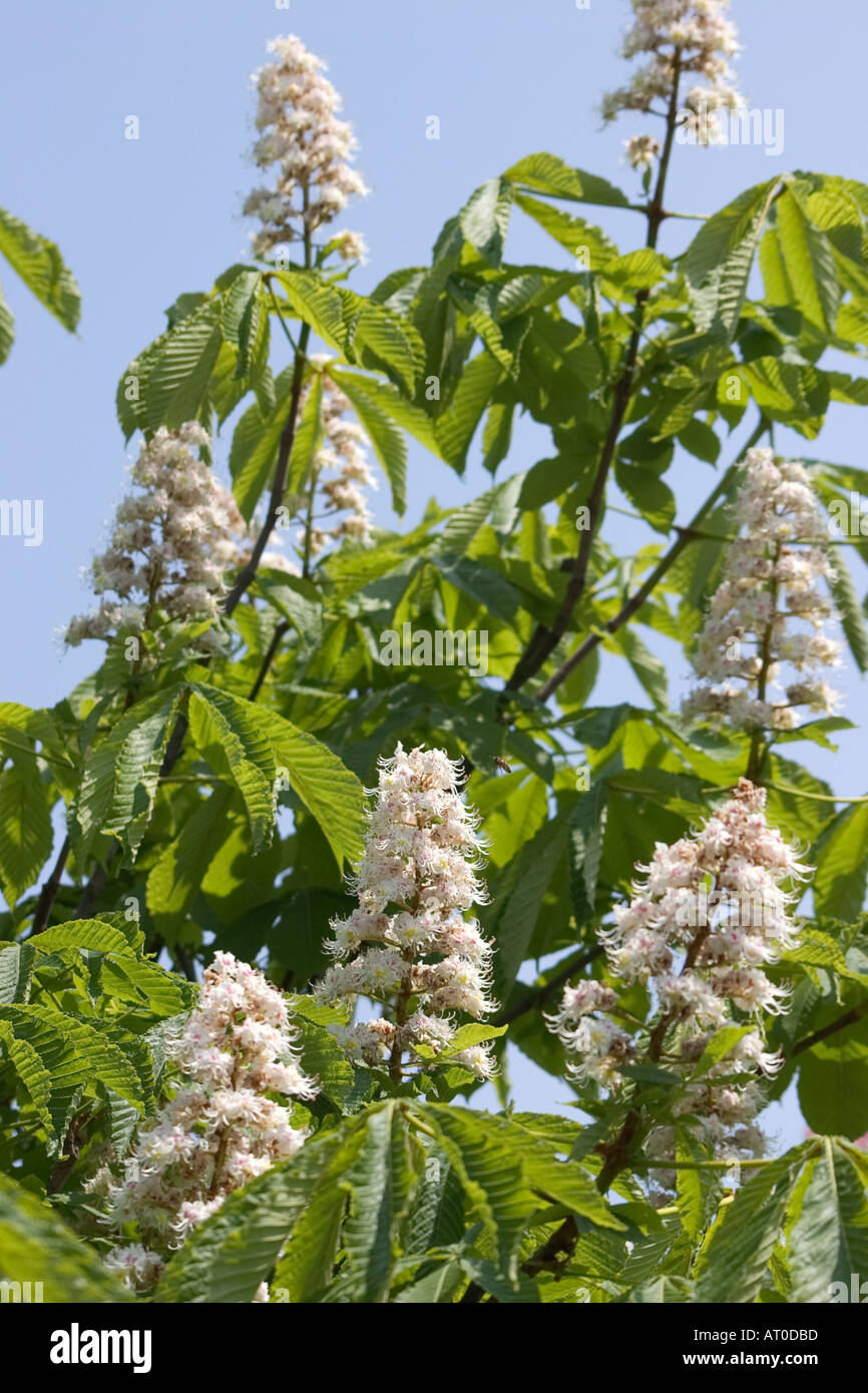 Horse Chestnut flowers Stock Photo - Alamy