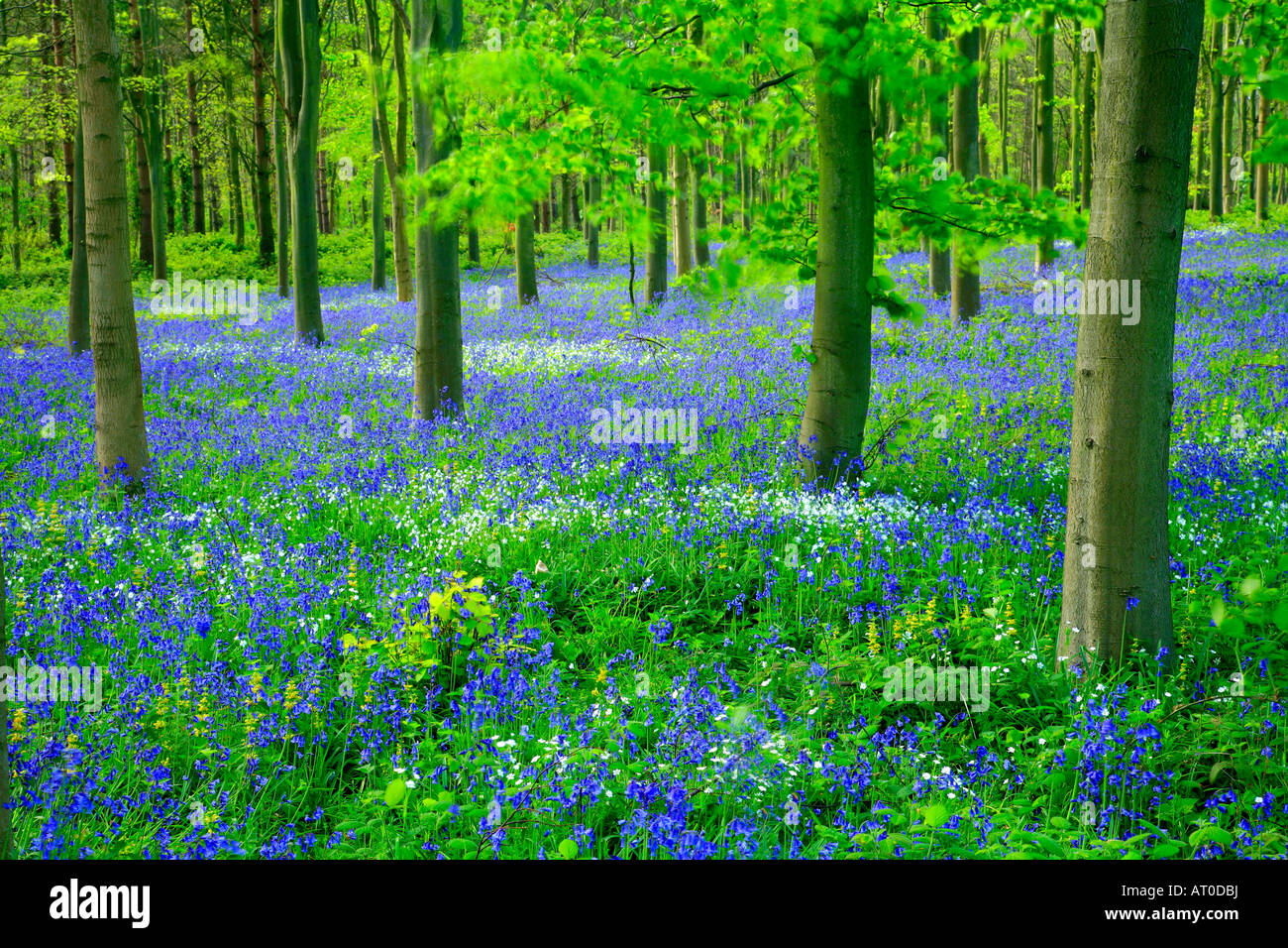 Bluebell wild Spring flowers Hyacinthoides non scripta in a woodland
