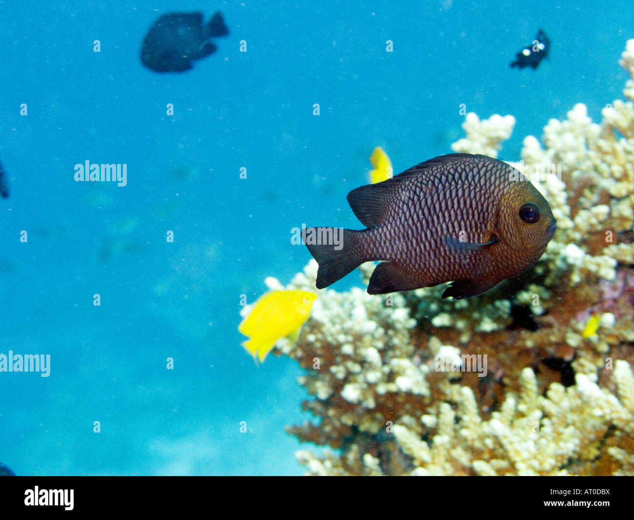 Damsel fish January 2008, Similan islands, Andaman sea, Thailand Stock Photo