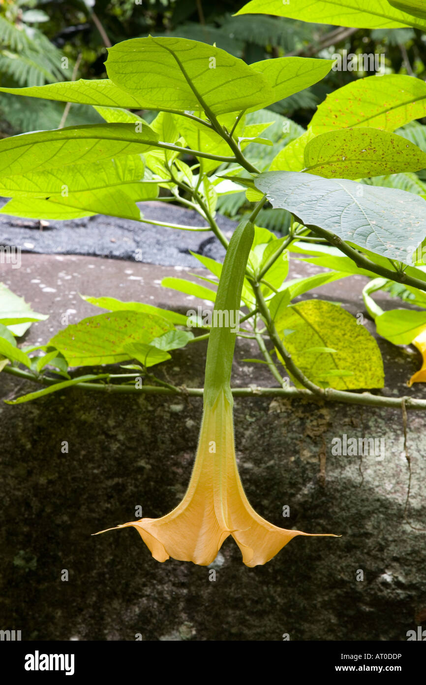 Datura stramonium tropical poisonous plant found near waterfalls in Doi Inthanon Chiang Mai Thailand Stock Photo