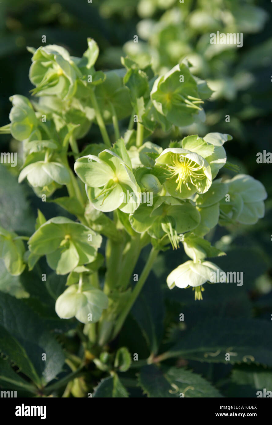 Corsican Hellebore aka Corsican Rose Helleborus argutifolius Ranunculaceae Stock Photo