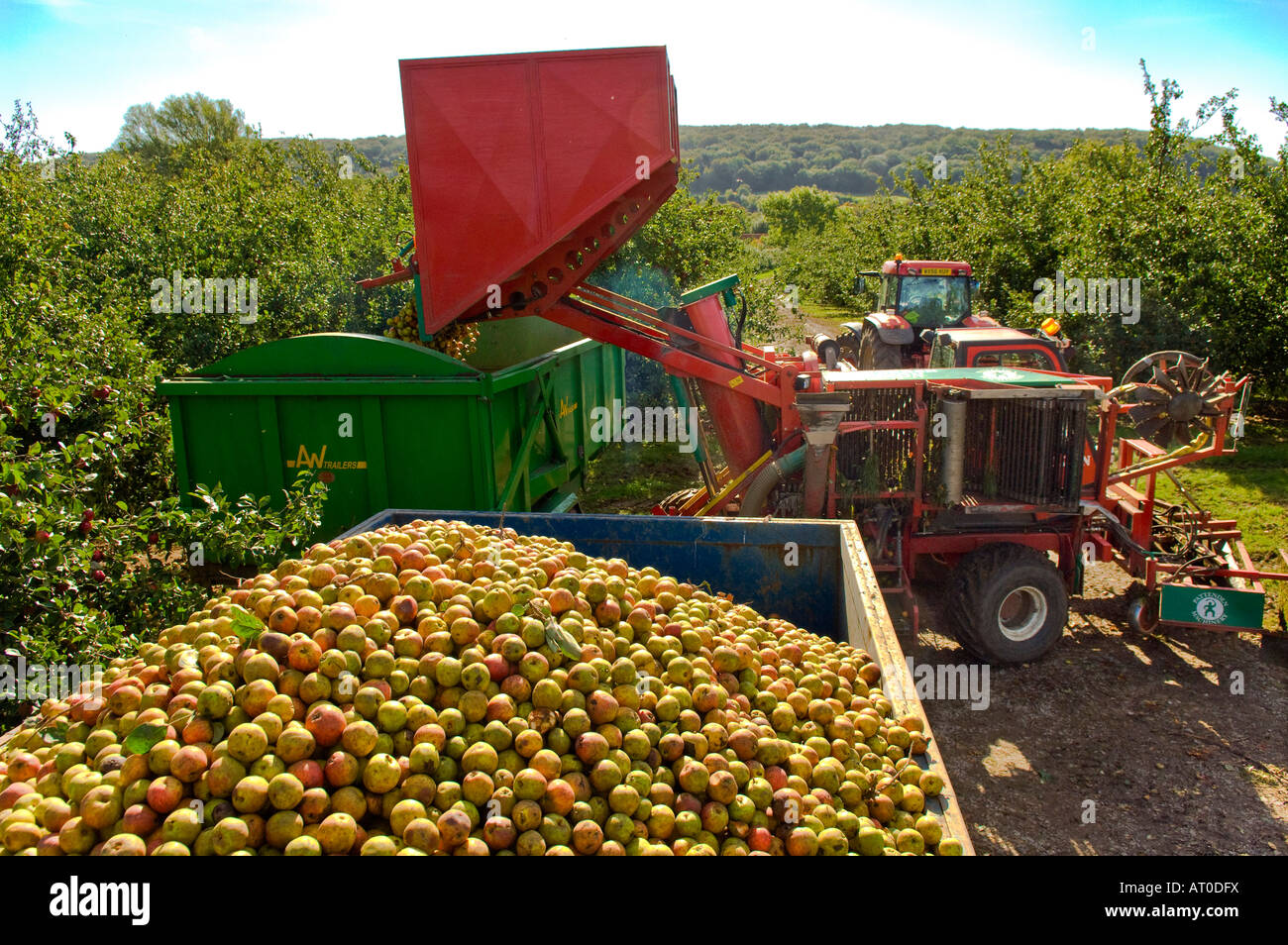 Unloading hopper of machine harvested cider apples at Thatchers Cider Orchard Sandford Somerset England Stock Photo