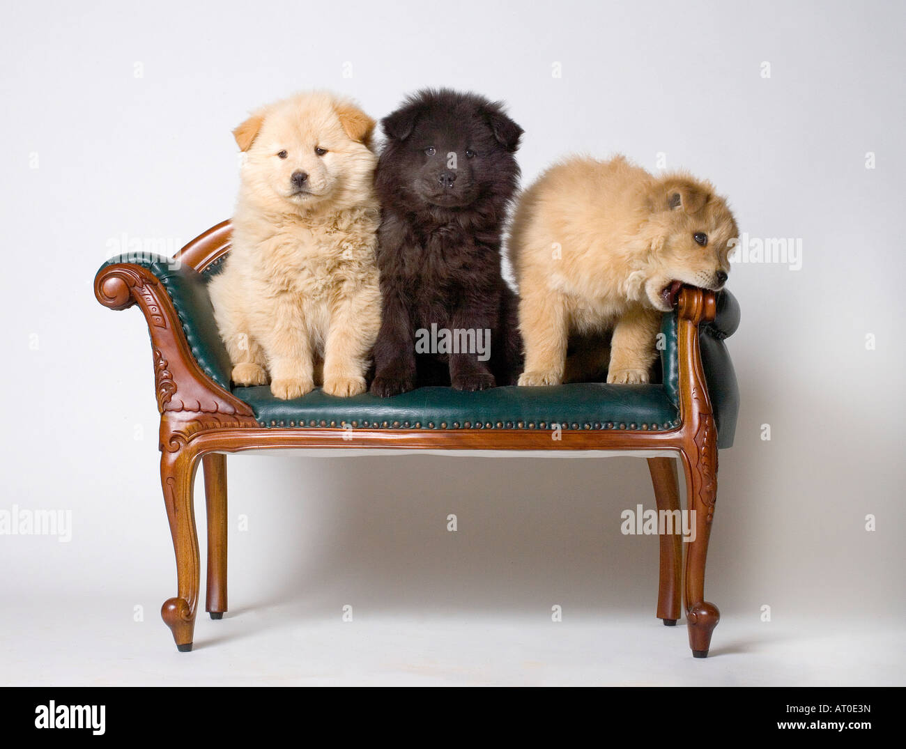 Chow puppies Stock Photo