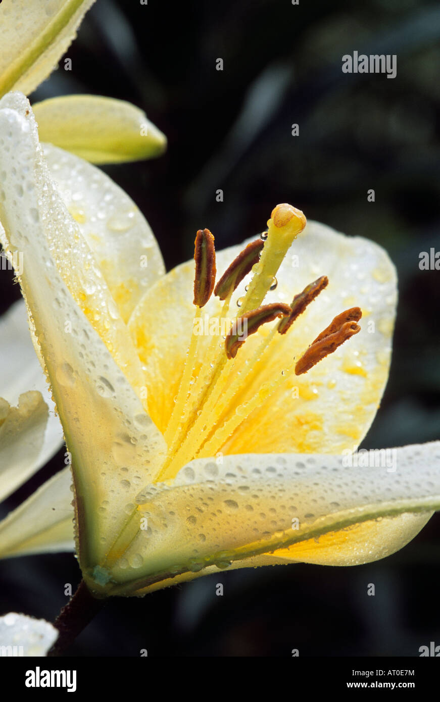HYBRID LILIES IN MINNESOTA GARDEN IN JULY Stock Photo Alamy