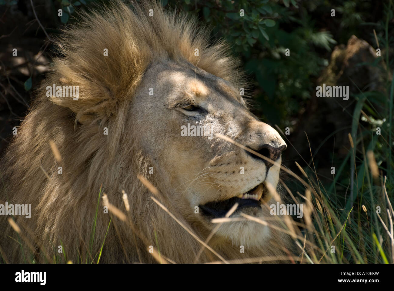 Lion Head Shot Stock Photo