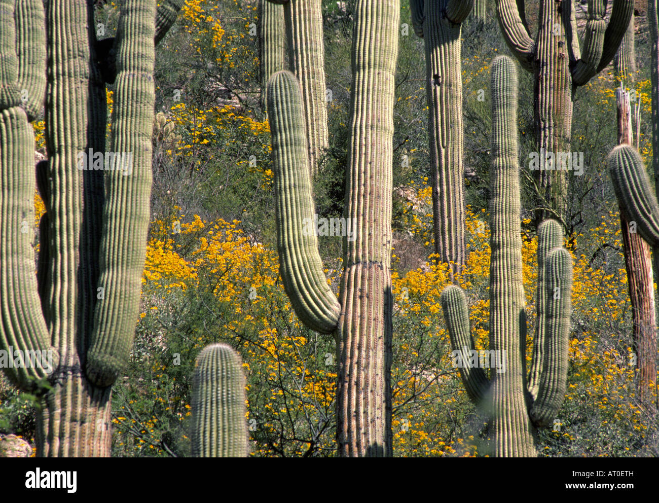 Saguaro cactus and a spring wildflower bloom in Ventana Canyon in